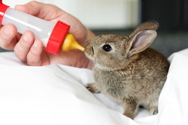 Save Rabbit image
